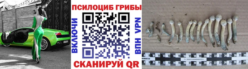 дарнет шоп  Мелеуз  Галлюциногенные грибы Psilocybe 